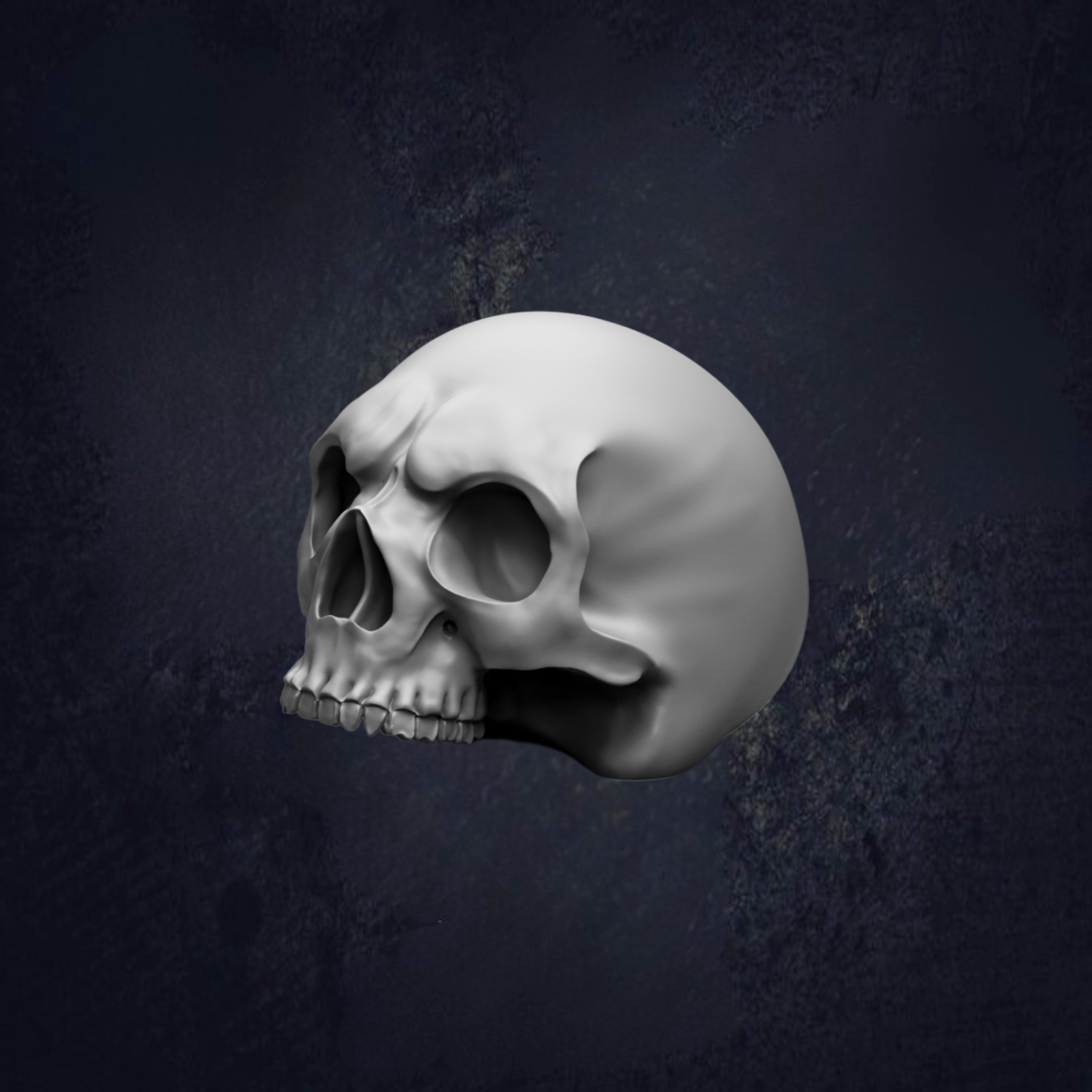 A white 3D model of a skull is shown against a dark background.