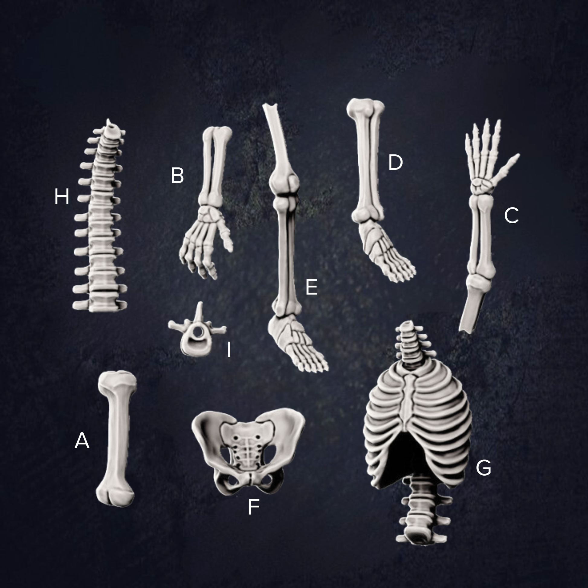 various skeletal structures, including bones and joints, arranged in a grid-like pattern against a dark background.