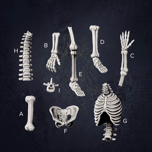 various skeletal structures, including bones and joints, arranged in a grid-like pattern against a dark background.