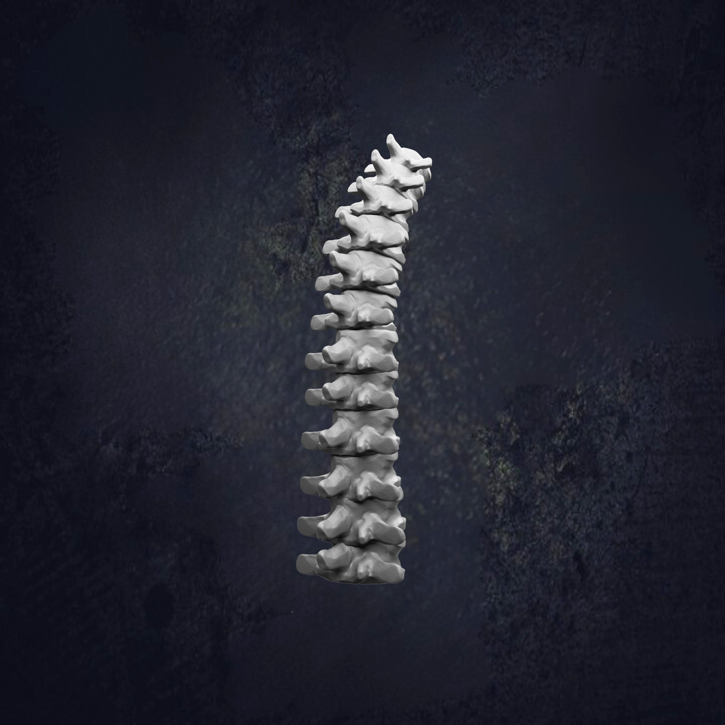 a spine, which is a long, thin, and elongated structure that extends from the neck down to the lower back.