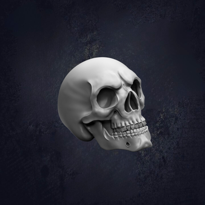 A 3D rendering of a skull against a dark background.