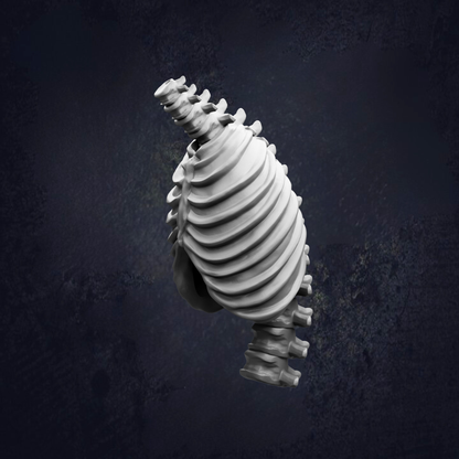 A 3D rendering of a skeletal structure, likely a human ribcage, against a dark background.