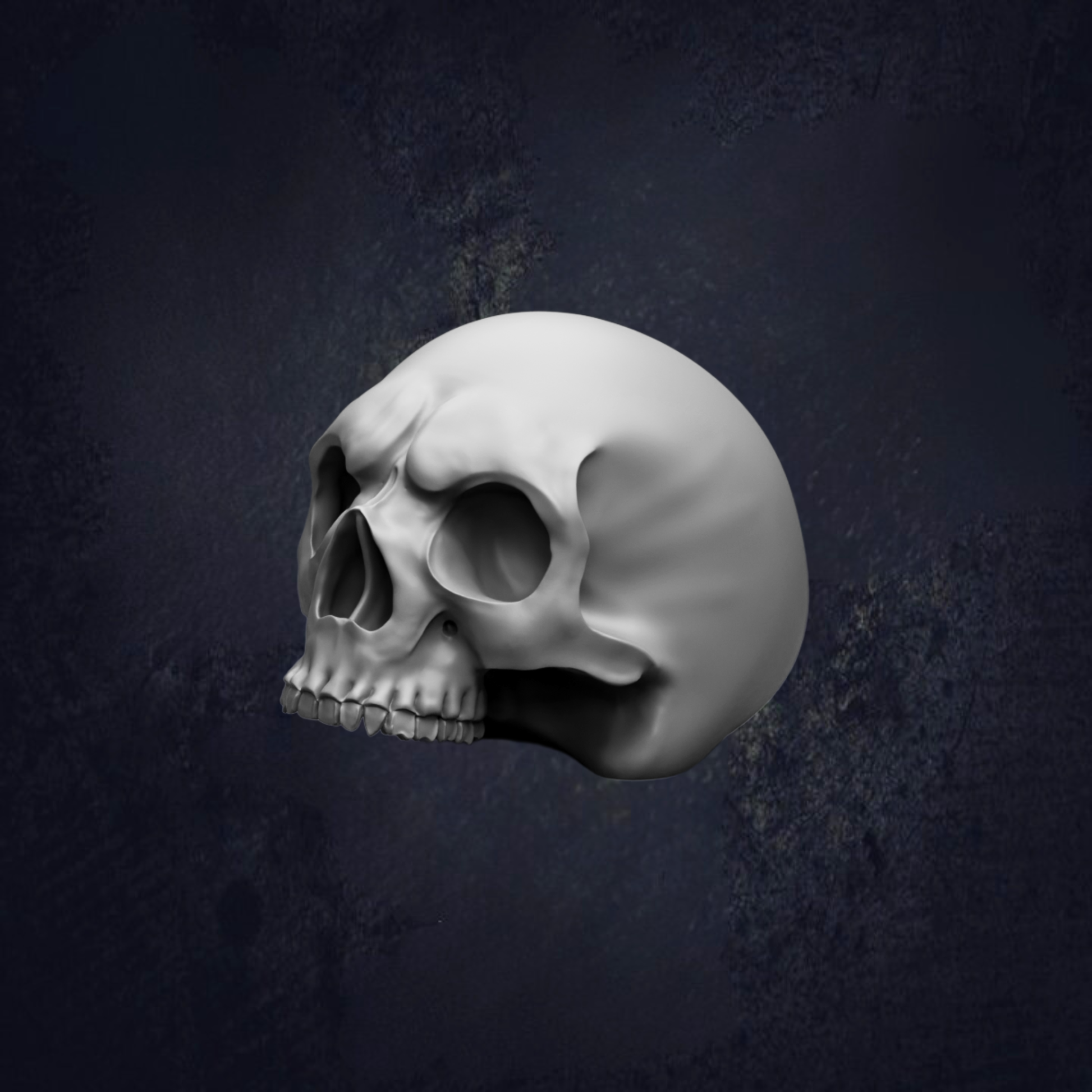 A white 3D model of a skull is shown against a dark background.