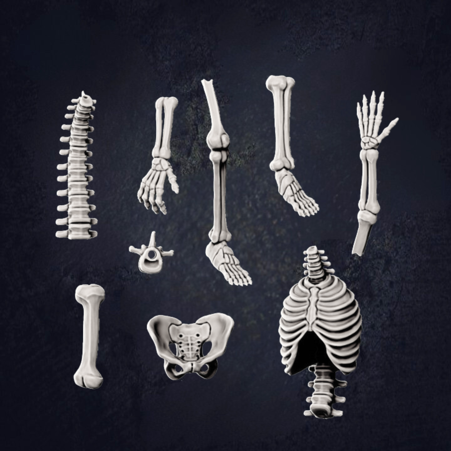 various skeletal structures, including bones and joints, arranged in a grid-like pattern against a dark background.