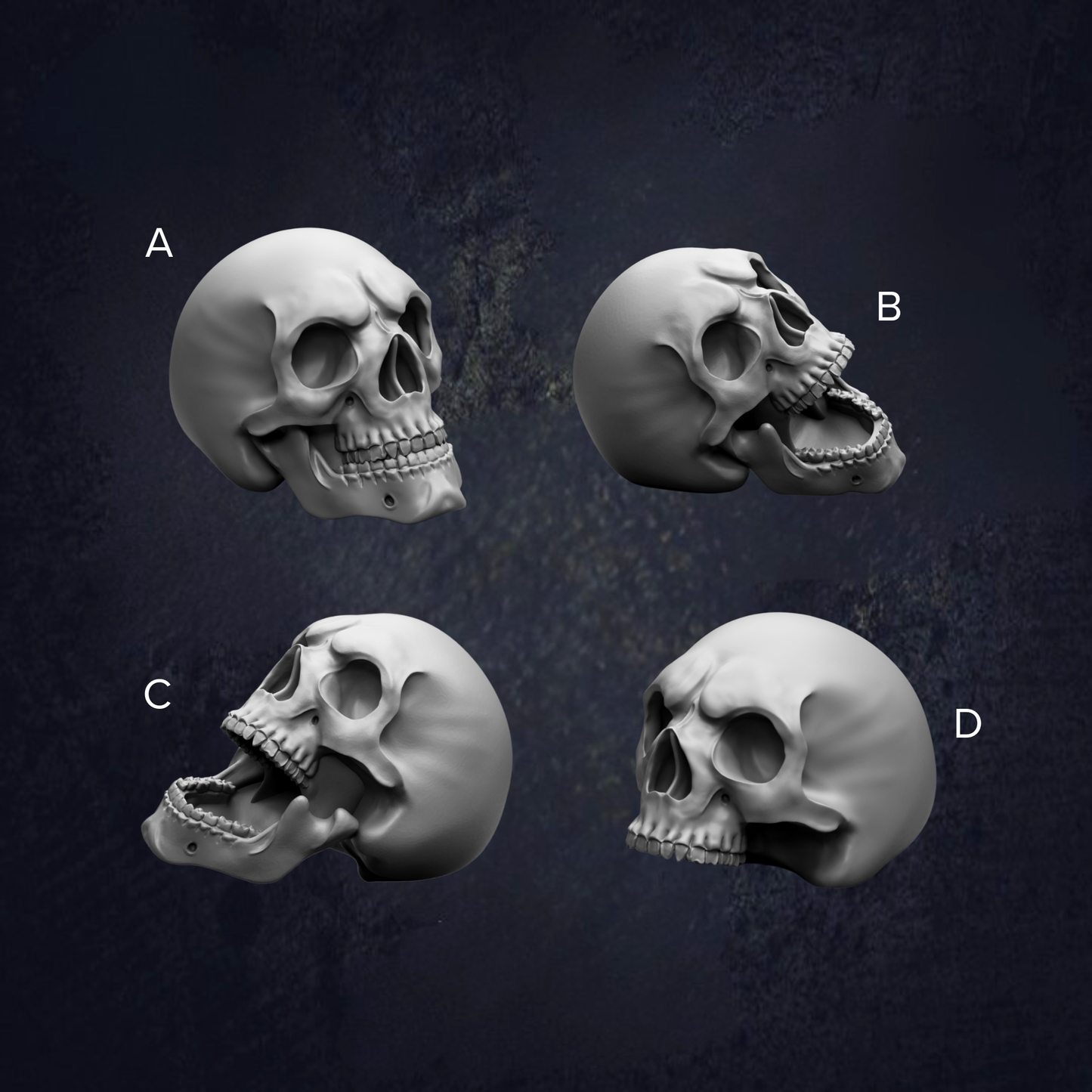 four different views of a skull, each with a unique pose and expression.