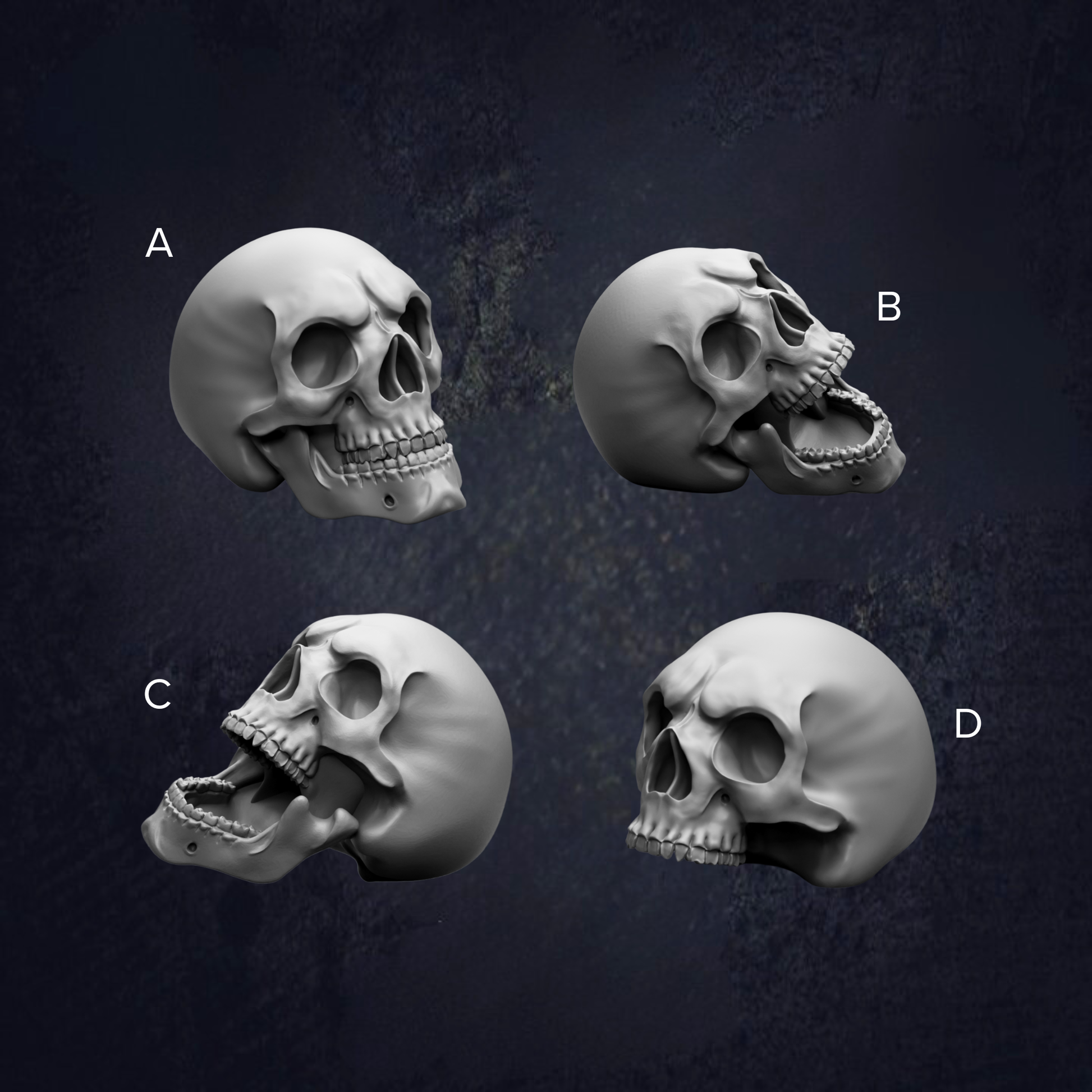four different views of a skull, each with a unique pose and expression.